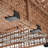 12 - Person Outdoor Seating Group With Cushions-251711891-251711892