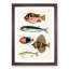 East Indies Fish Illustrations Fol. 19 by Louis Renard - Picture Frame Painting Print-55547171-55547174