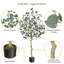 Eucalyptus artificiel avec feuilles de dollar argent