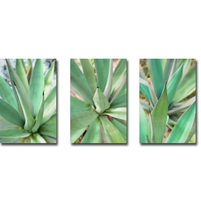 " Agave Succulent " by Alan Blaustein 3 - Pieces