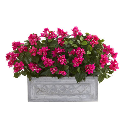 Bougainvillea Arrangement in Planter