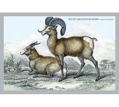 Buyenlarge Rocky Mountain Sheep - Male And Female by John Stewart Print ...