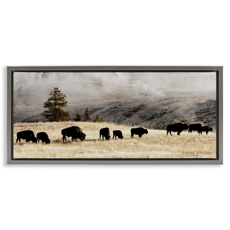 Bison broutant en pleine campagne brumeuse, Cadre flottant gris lustré, H 14 po x l 31 po