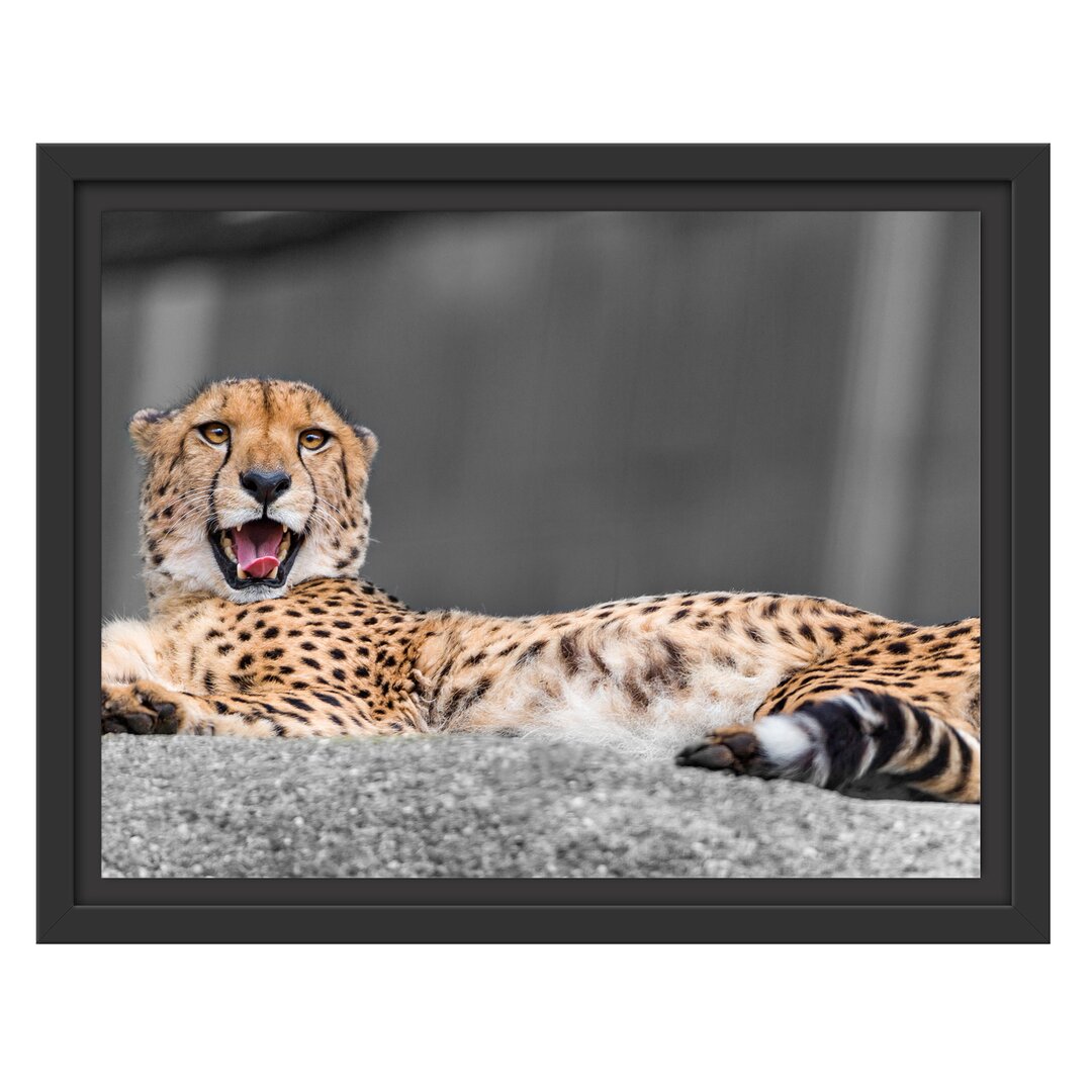 Gerahmtes Wandbild schlafender schöner Gepard