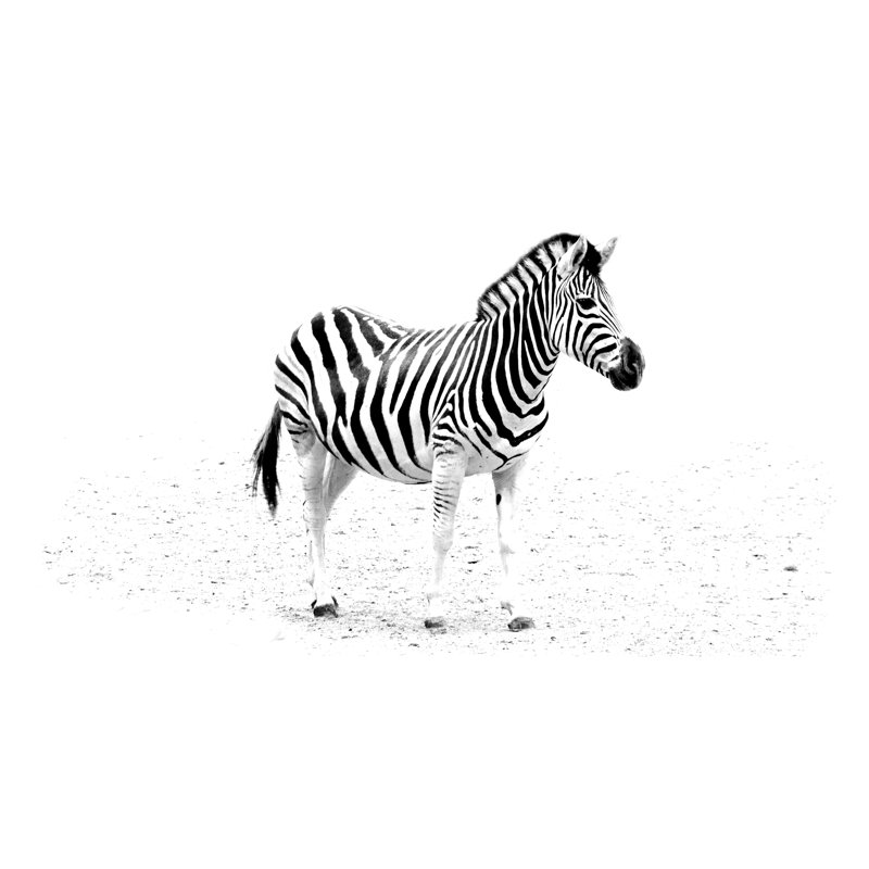 Minimalism Monochrome Animal - Wrapped Canvas Print, 61cm H x 91cm W x 3.8cm D
