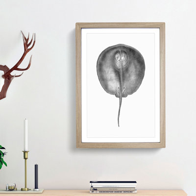 Stingray Illustration - Framed Print