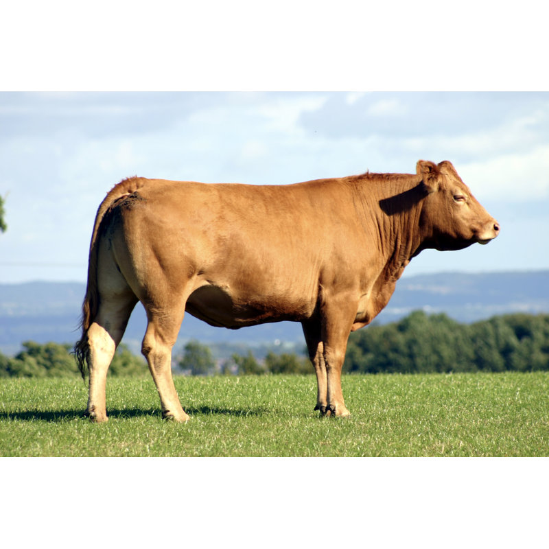 Robust Brown Cow On A Green Pasture In A Clear Day - Wrapped Canvas Print, 81cm H x 122cm W