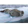 Highland Dunes Leopard Seal - Wrapped Canvas Photograph | Wayfair