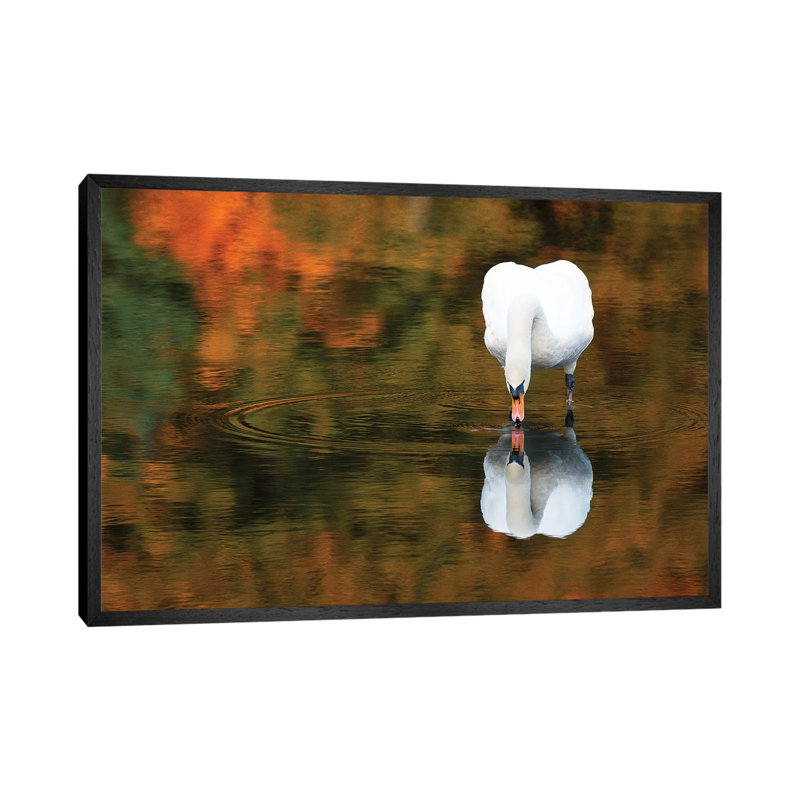 Reflected Swan II by David Gardiner - Print on Canvas, 66.04 cm H x 45.72 cm W, Black Framed