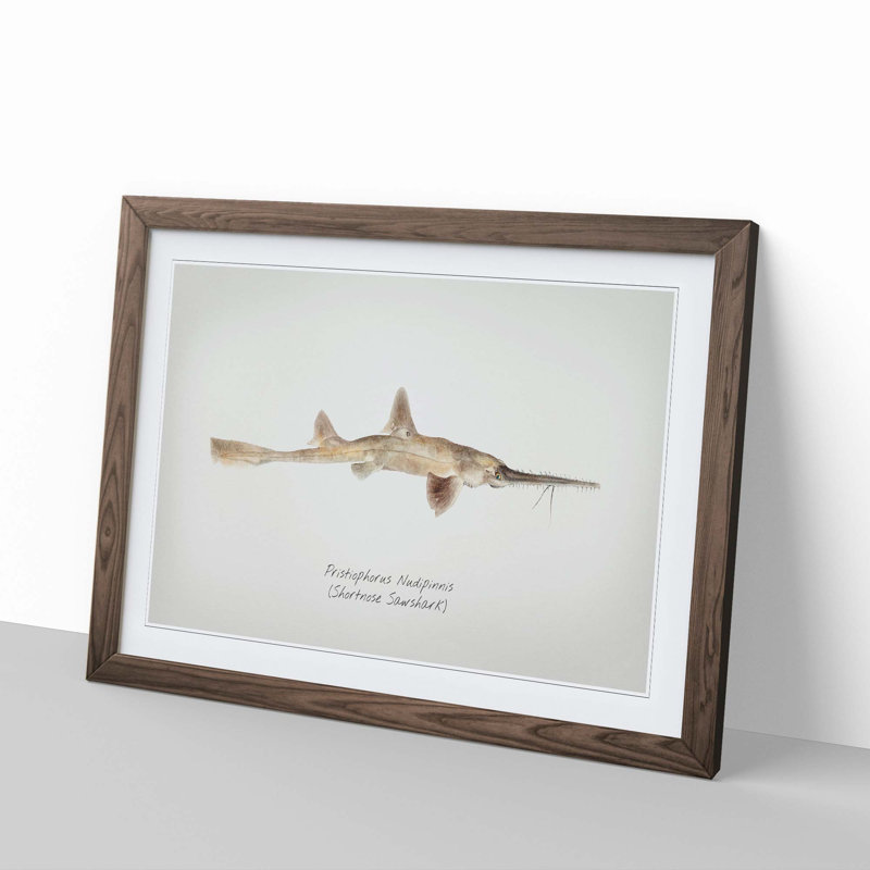 Illustration of a Shortnose Sawshark by F.E. Clarke - Picture Frame Graphic Art Print, 48cm H x 65cm W x 2cm D, Walnut Framed