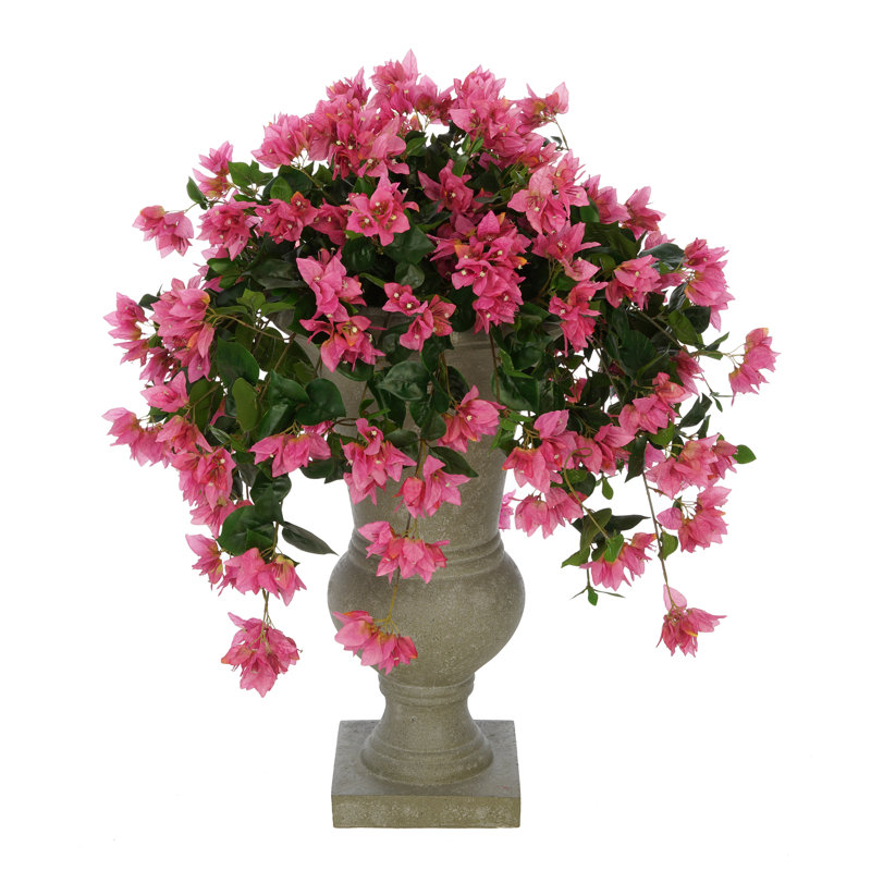 Plante florale de plancher en urn bougainvillea, Rose, Gris