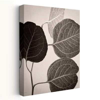 Minimalist Eucalyptus Sepia