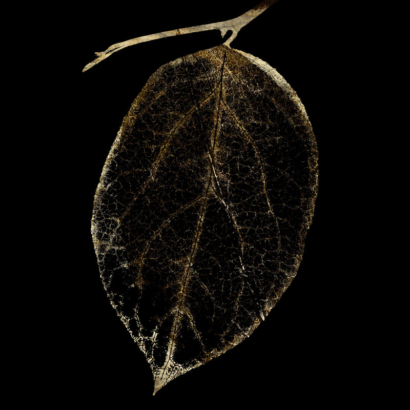 Fall Leaves IV by Christine Zalewski - Wrapped Canvas Print, 30cm H x 30cm W 