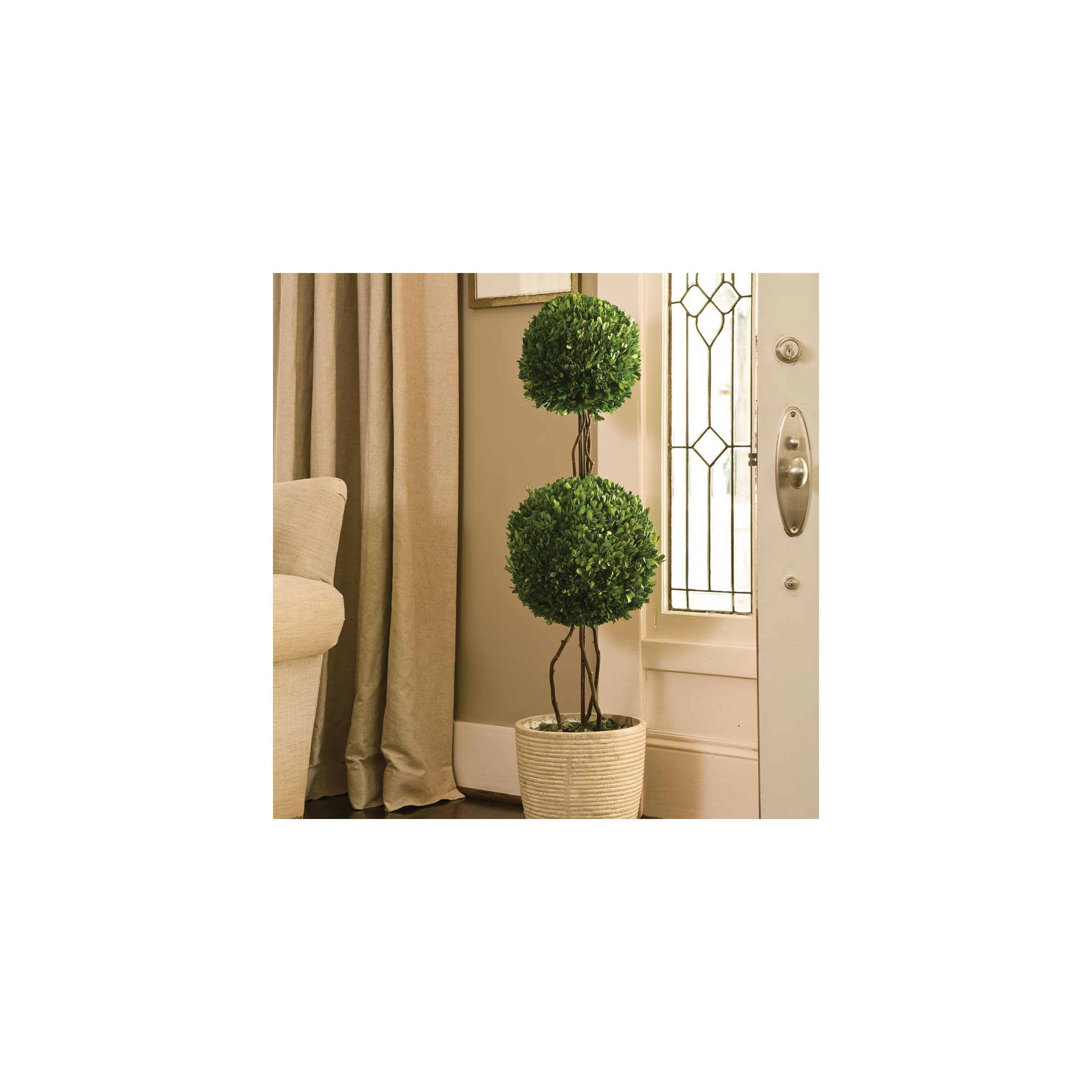 Alby Preserved Boxwood Topiary in Pot, 28" H x 8.5" W x 8.5" D