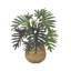 2.5' Philodendron Plant with Bamboo Planter