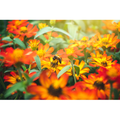 Bee Sitting On Flower - Wrapped Canvas Print