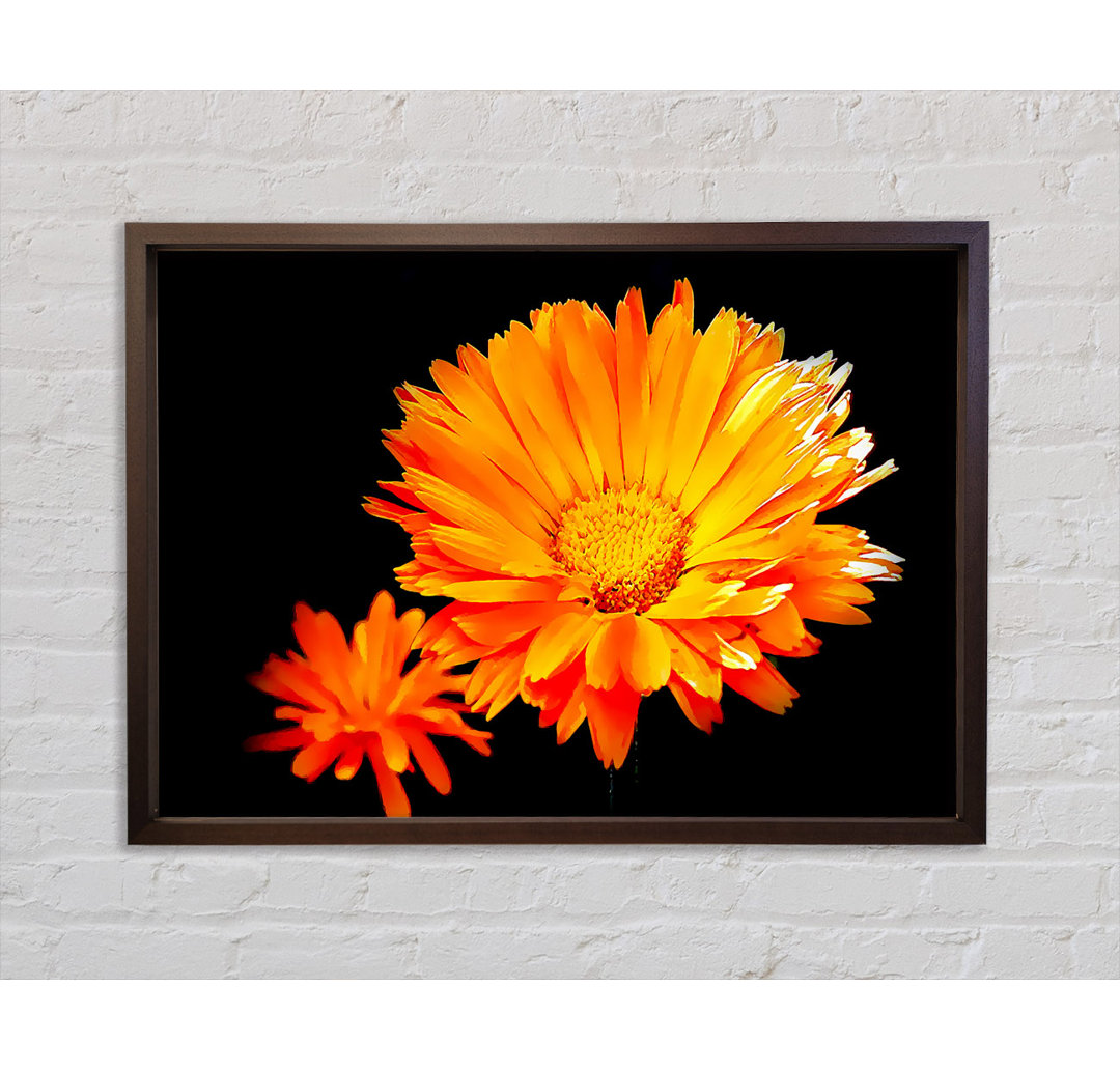 Vibrant Gerberas - Einzelne Bilderrahmen Kunstdrucke auf Leinwand