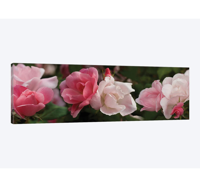 Gros plan de roses roses et blanches par Panoramic Images - Reproduction de giclée sur toile tendue avec châssis