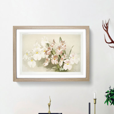 Magnolia Flowers Illustration Tab. 29 by Frederick Sander - Framed Print