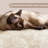 42'' Davalos Professional Cat Tree for Small and Medium-sized Cats-146506201
