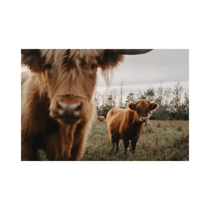 The Highland Cows by Chelsea Victoria - Wrapped Canvas Gallery-Wrapped Canvas Giclée, 20.32 cm H x 30.48 cm W