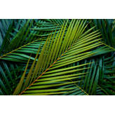 Bay Isle Home Faux Palm Tree in Wood Basket & Reviews | Wayfair