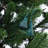 7' H Lighted Artificial Fir Christmas Tree