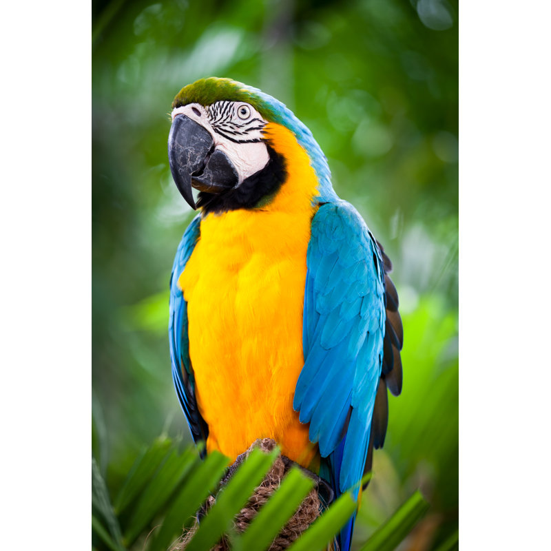 Ara Portrait by TommL - Wrapped Canvas Print, 122cm H x 81cm W