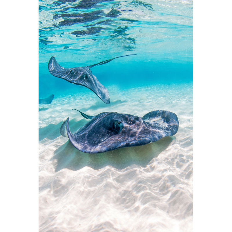Southern Stingray by IreneCorti - Wrapped Canvas Print, 91cm H x 61cm W x 3.8cm D