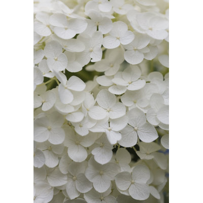 White Hydrangea by Ooyoo