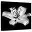 Fleur de lys argent Harnek-109358129