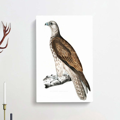Cherrug Falcon by John Edward Gray - Wrapped Canvas