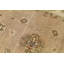 Oriental Area Rug