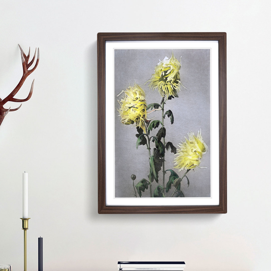 Yellow Chrysanthemum Flowers by Ogawa Kazumasa - Framed Print
