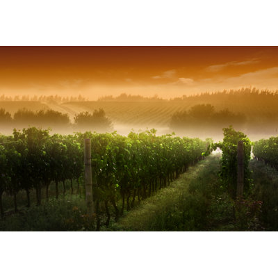 Lever de soleil au vignoble de Kycstudio
