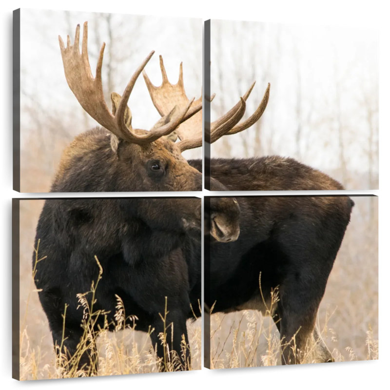 Brampt Wyoming Moose, 18'' H x 18'' W