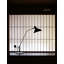 Mantis Desk Table Lamp