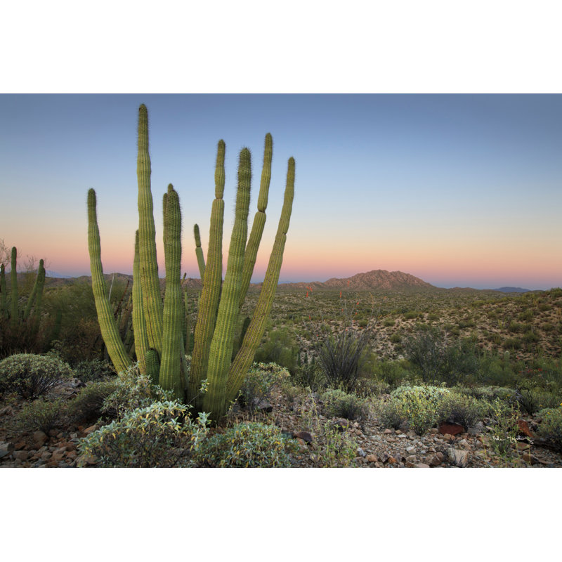 «Audryana Organ tuyau cactus au crépuscule» par Alan Majchrowicz - impression sur toile tendue, H 12 po x l 18 po