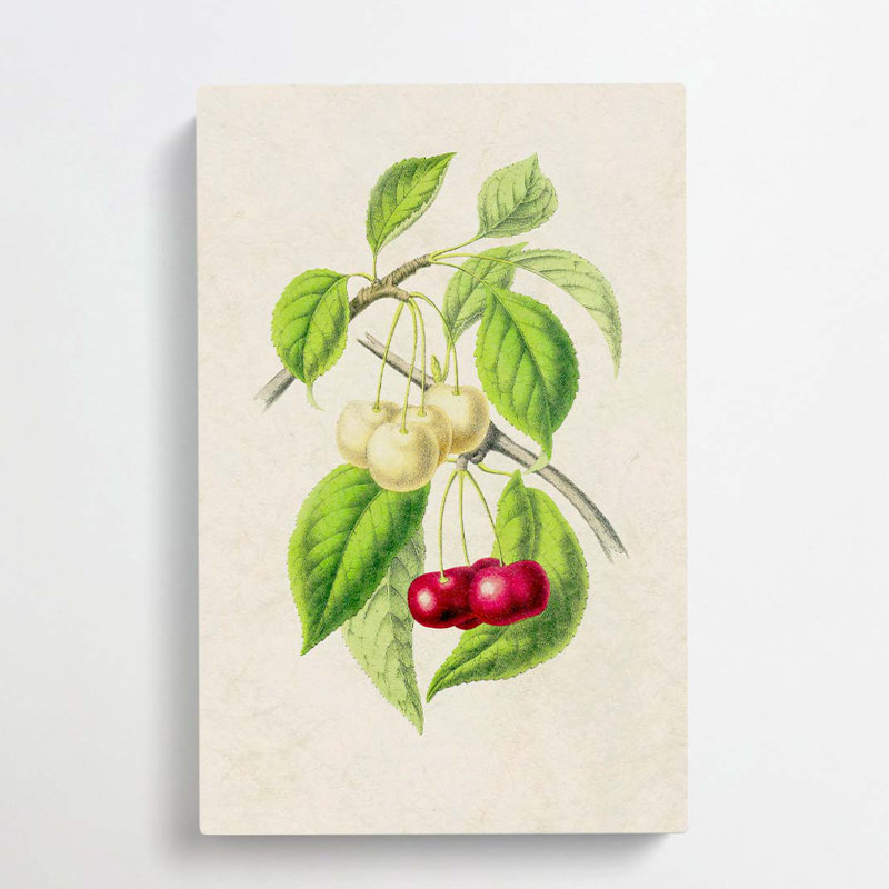 Illustration of Cherries - Wrapped Canvas, 50cm H x 35cm W x 3cm D