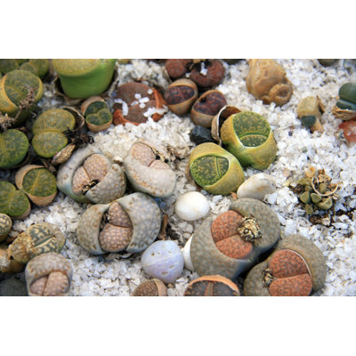 " Lithops " by Kacharava