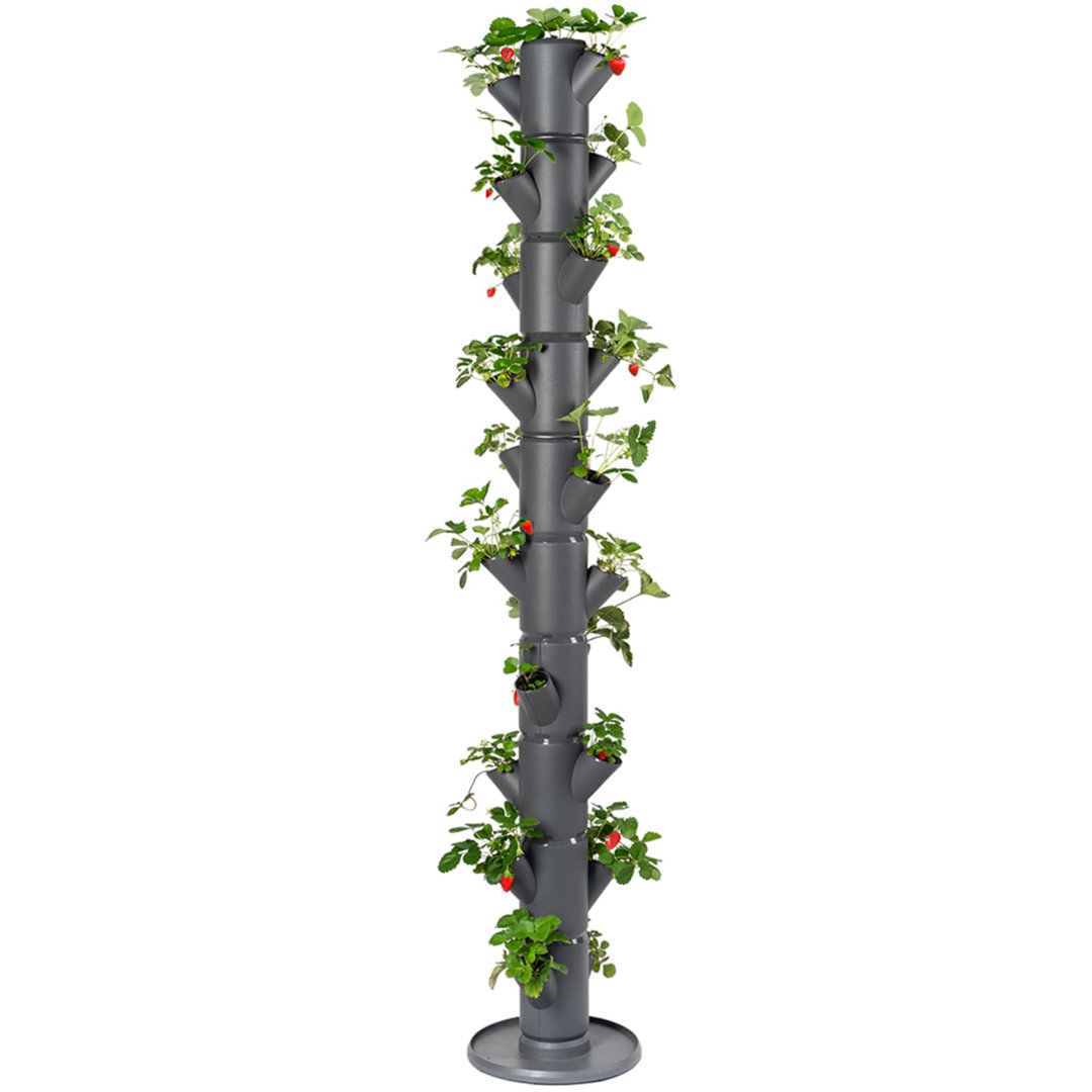 Rackhams Anthracite Sissi Strawberry Easy-Watering Strawberry Tree - Infinity - Image 3