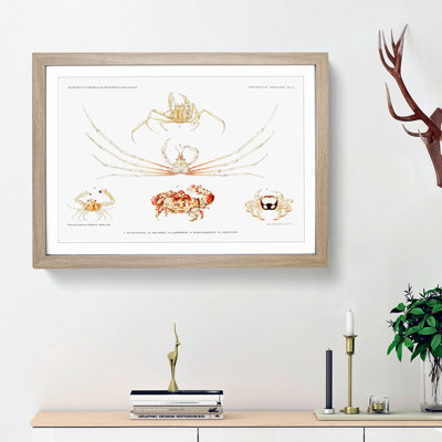 Crab Varieties by Albert I - Framed Print