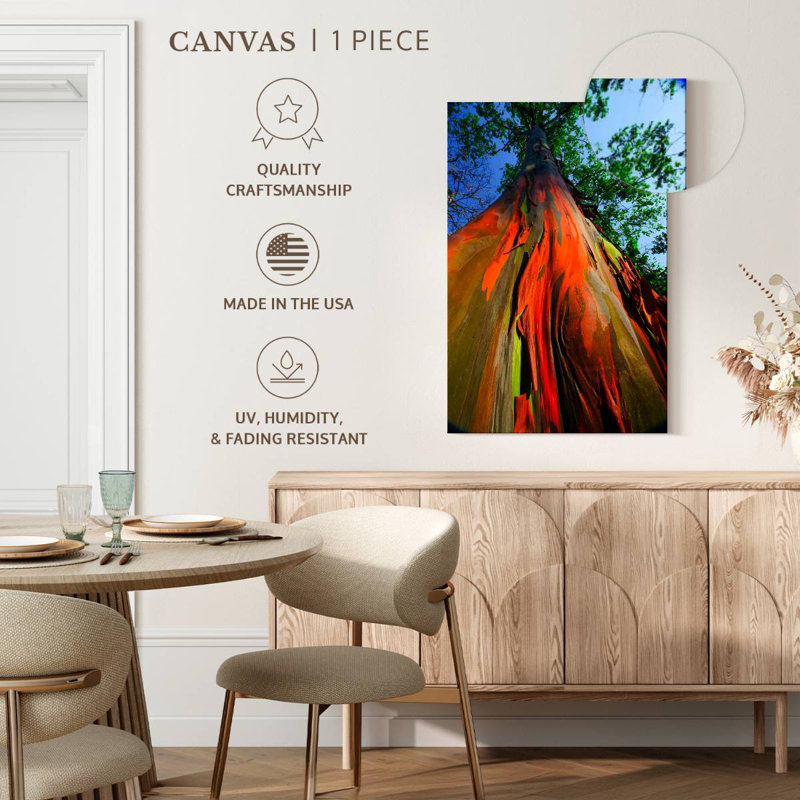Eucalyptus arc-en-ciel, H 45 po x l 30 po