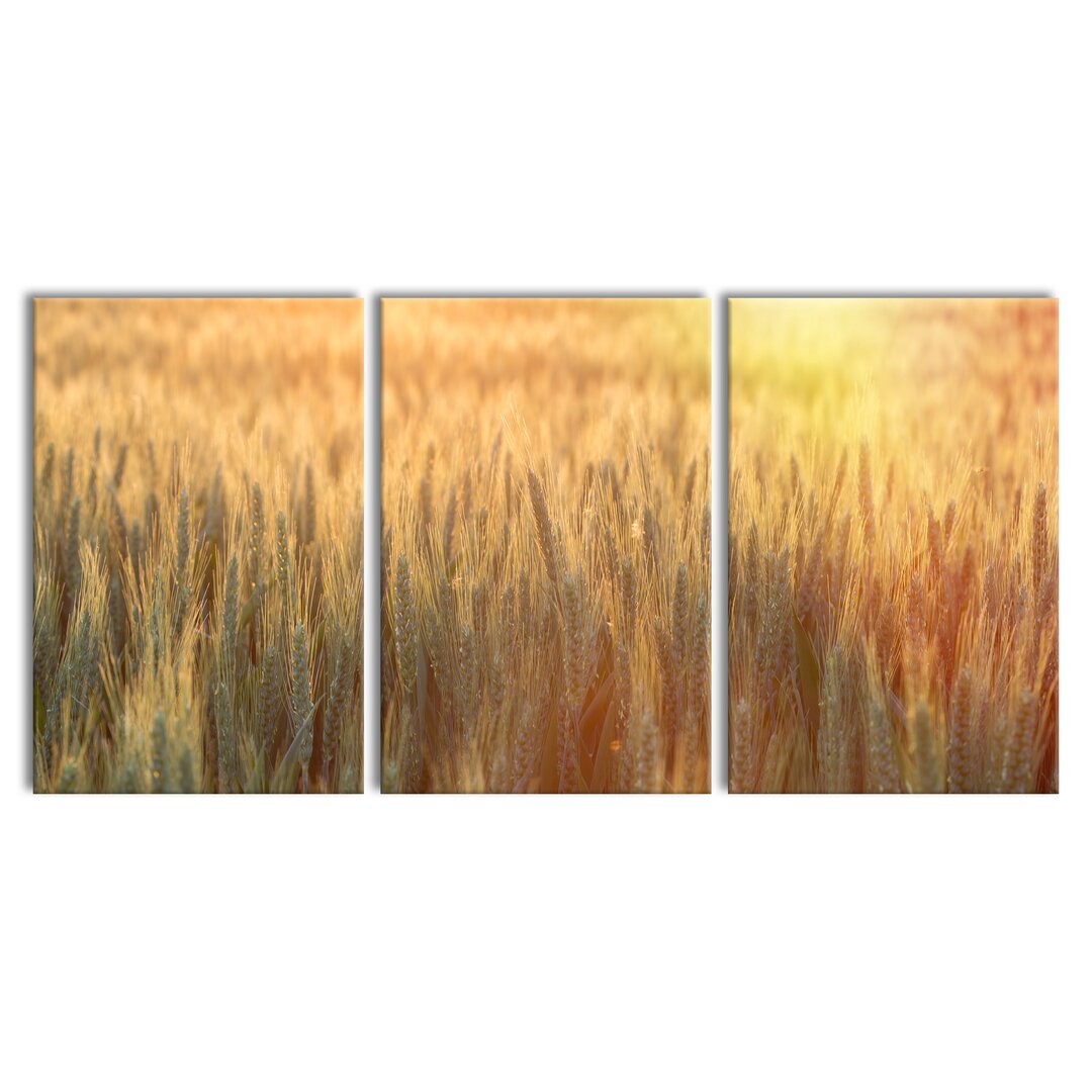 3-tlg. Leinwandbilder-Set Wheat Field