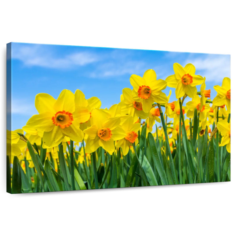 Jonquilles d'été Harnek, H 26 po x l 39 po