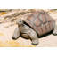 Statue de tortue