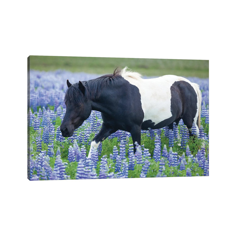 Icelandic Pony And Lupins by Gareth McCormack - Wrapped Canvas Print, 20.32 cm H x 30.48 cm W