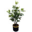 Eucalyptus Arrangement in Pot