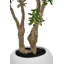 250cm Faux Tree in Cement Pot