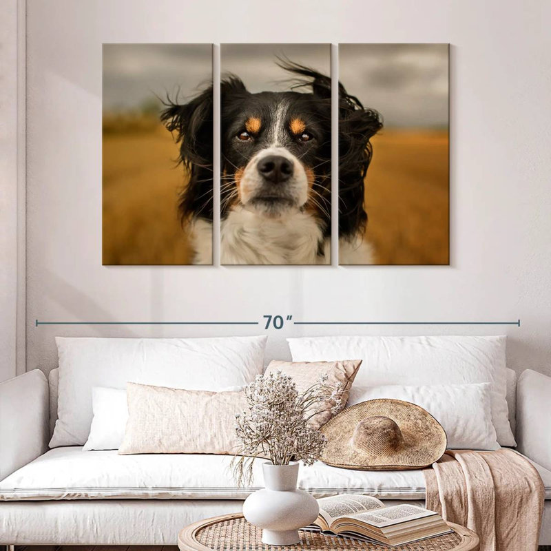 Border collie Brampt Expressive, H 32 po x l 50 po